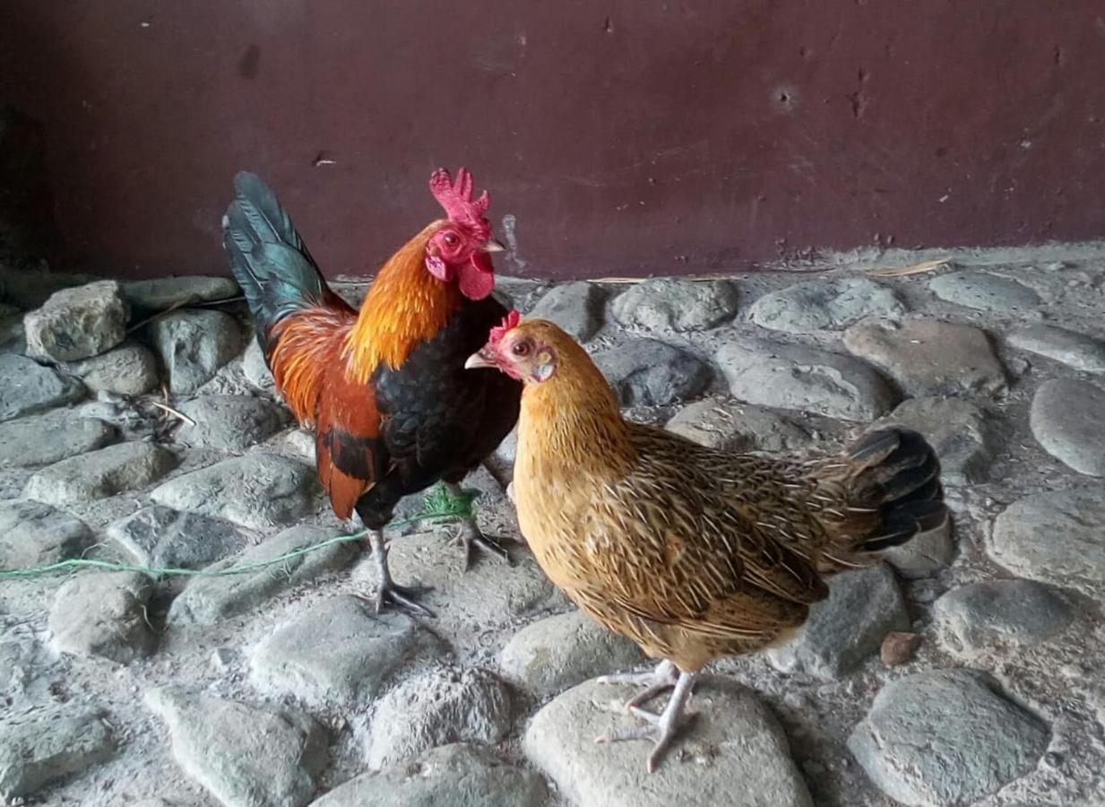 Finca Turistica Santa Clara Hostel Calarcá Kültér fotó