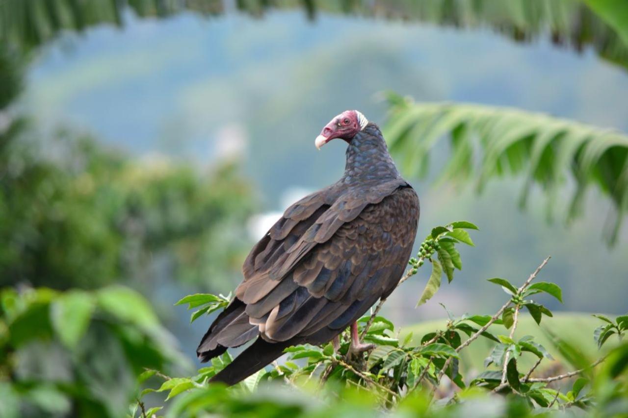 Finca Turistica Santa Clara Hostel Calarcá Kültér fotó